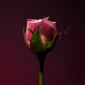 Olfactive Studio Rose Shot - ekstrakt perfum 100 ml