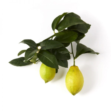 Christian Tortu Jardin Citrus Home Spray Perfumy do wnętrz cytrusowy ogród 100ml