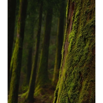 Christian Tortu Forest Liquid Soap - Mydło w płynie Magiczny Las 500ml