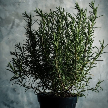 Christian Tortu Provence L'hiver Candle - Świeca zapachowa Prowansja Jesienią 190g