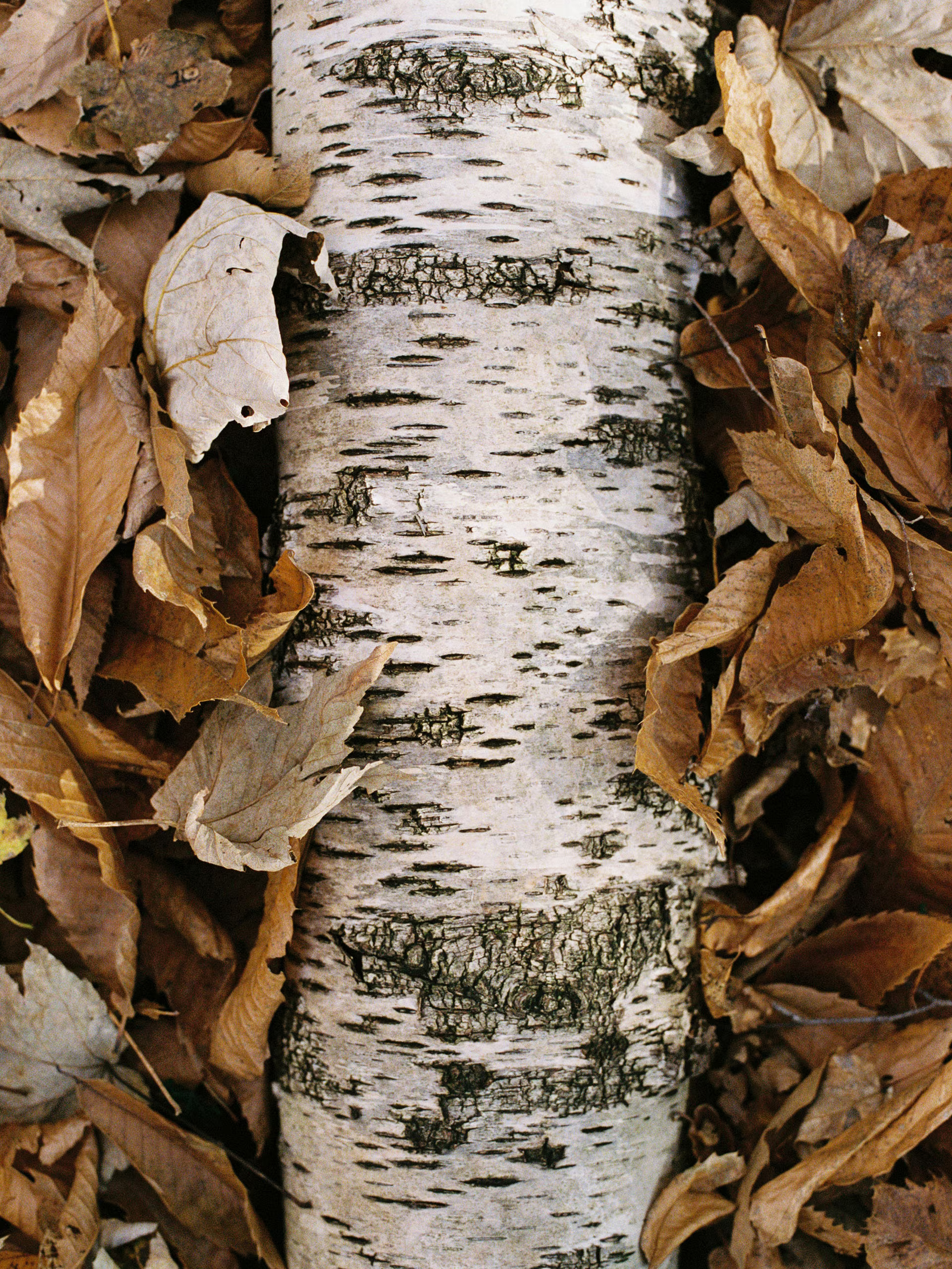 Inspiracja zapachu Zegna Il Sottobosco – leśne poszycie po deszczu, mokre liście i światło przenikające przez drzewa.