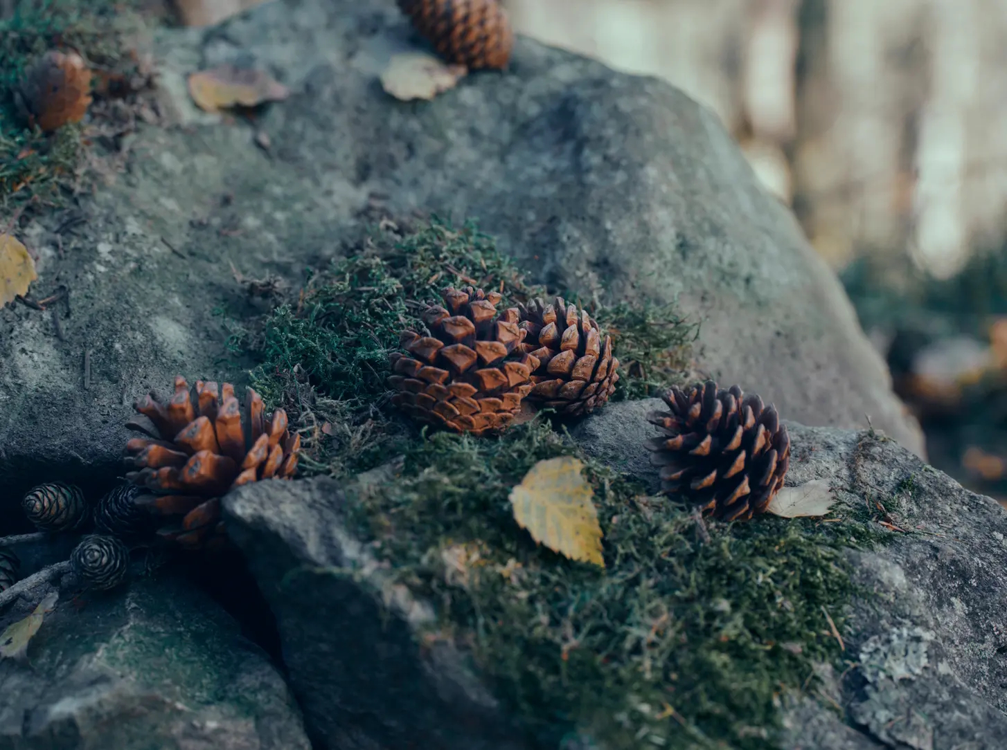 Detal natury – mech, wilgotna ziemia i igliwie jako inspiracja dla zapachu Il Sottobosco.