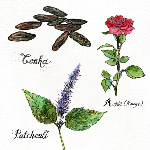 Ilustracja botaniczna przedstawiająca trzy składniki perfum Memo Odeon: ziarna tonka w odcieniach brązu, czerwoną różę z zieloną łodygą oraz liściastą gałązkę paczuli z fioletowym kwiatostanem. Obok każdej rośliny widnieje odręczny podpis: Tonka, Rose (Rouge), Patchouli